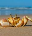 吃螃蟹胃疼是什么原因